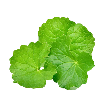 Centella Asiatica 