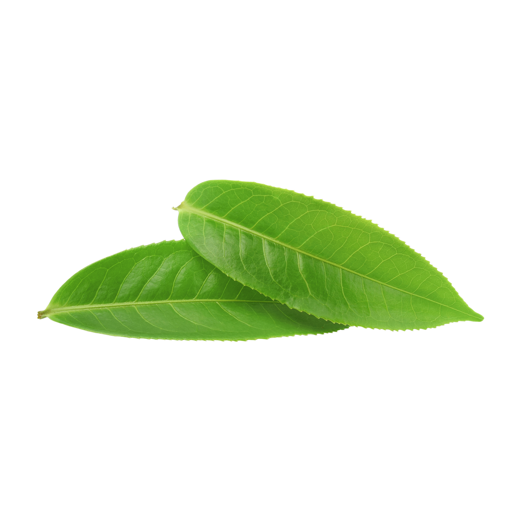 Tea Tree Extract